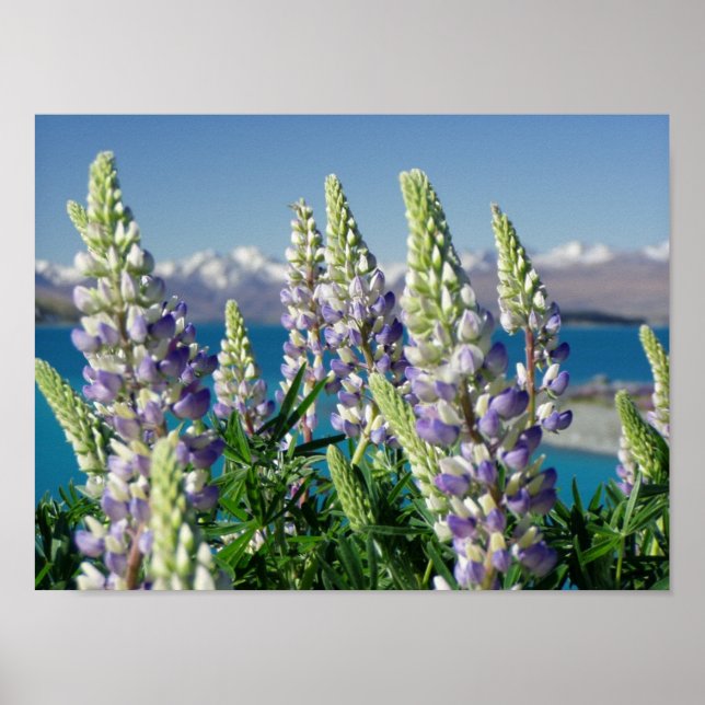 Poster Paisagem Lupine Nova Zelândia (Frente)
