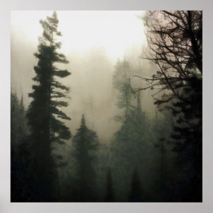 Poster Paisagem Moody Foggy Treescape