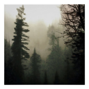 Póster Paisagem Moody Foggy Treescape