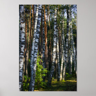 Poster Paisagem Natural Paisagem Floresta Árvores de Bir
