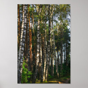 Poster Paisagem Natural Paisagem Floresta Árvores de Bir