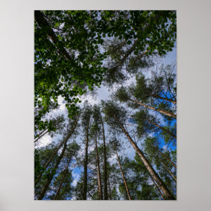 Poster Paisagem Natureza Procura Floresta Bielorrússia Po