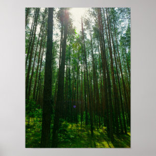 Poster Paisagem Natureza Procura Floresta Bielorrússia Po