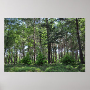 Poster Paisagem nova Inglaterra da floresta
