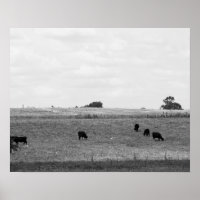 Paisagem Preta e Branca de Vacas Grazando em um Ca