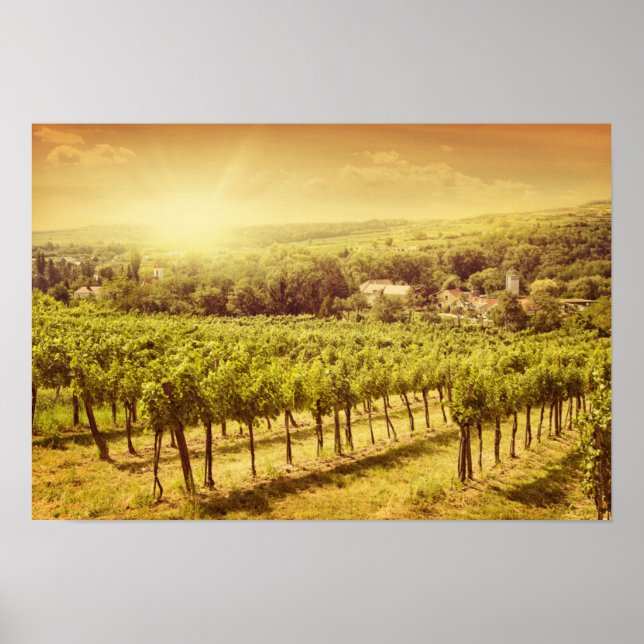 Poster Paisagem Vineyards (Frente)