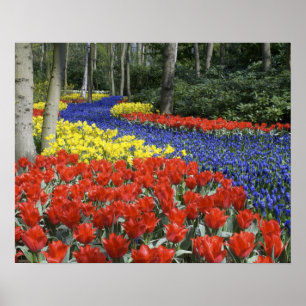 Póster Países Baixos, Holanda, Lisse, Keukenhof Gardens