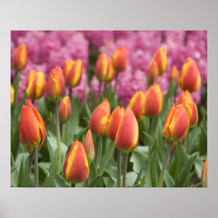 Póster Países Baixos (t.c. Holanda), Lisse. Keukenhof