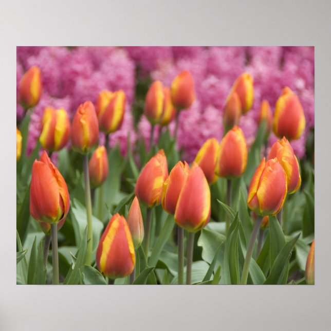 Póster Países Baixos (t.c. Holanda), Lisse. Keukenhof (Frente)