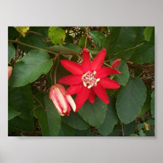 Póster Paixão Vermelha