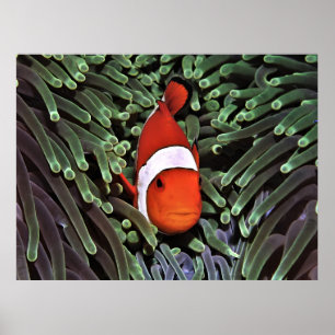 Poster Palangre nas Fronteiras