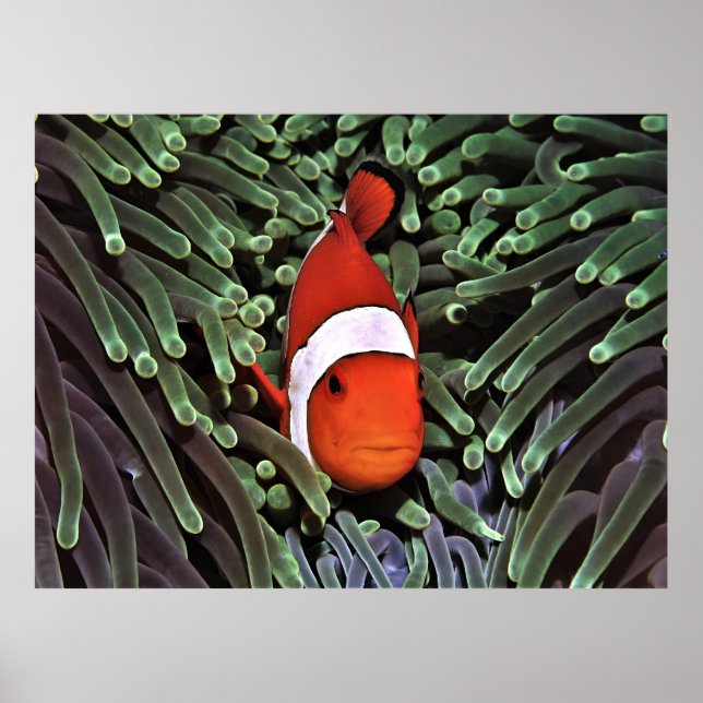 Poster Palangre nas Fronteiras (Frente)