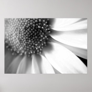 Póster Palcos da vida