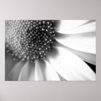 Póster Palcos da vida