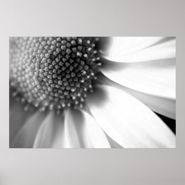 Póster Palcos da vida (Frente)