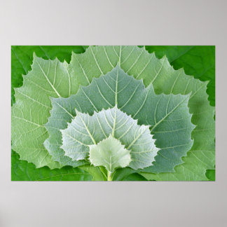 PÓSTER PALCOS DA VIDA