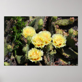 Póster Pale Yellow Cactus Blossoms