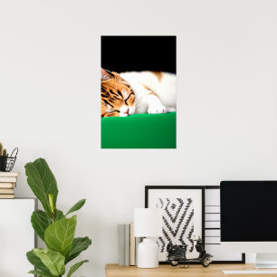 Poster PALESTINA GRATUITA Cat.