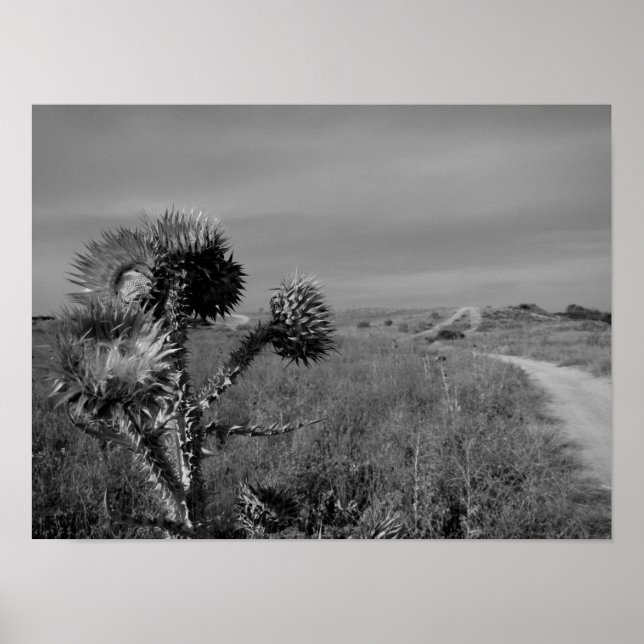 Poster palha no verão de Madrid (Frente)