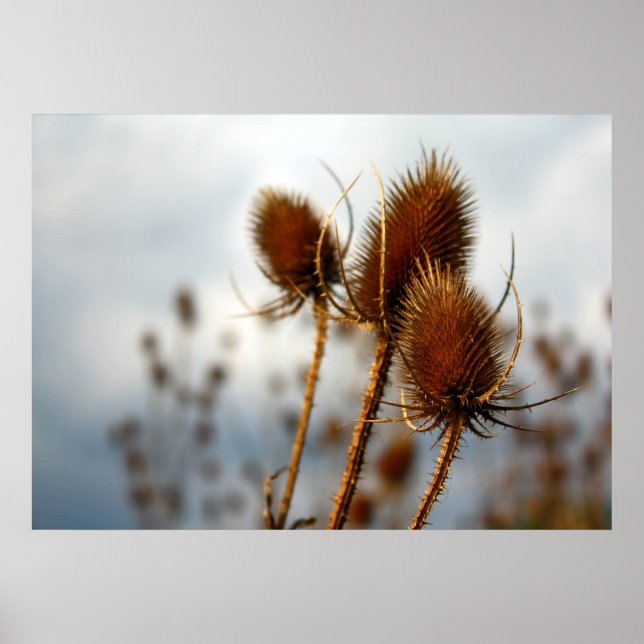 Póster palha seca (Frente)