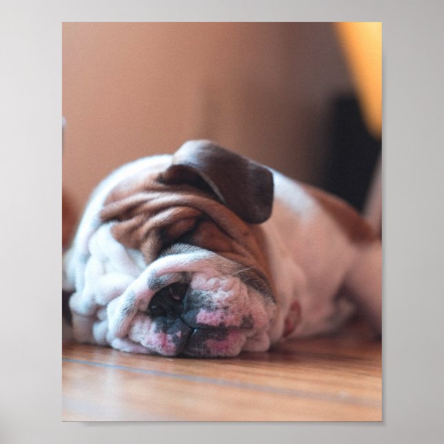 Poster Palhaço de Buldogue Dormindo e Puppia Branca (Frente)