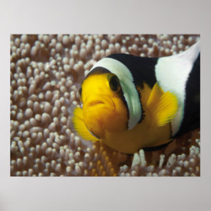 Poster Palhaço - Fecho! Tão fofo - Nemo em Anemone
