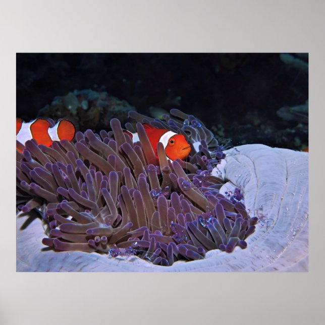 Poster Palhaços e Camarões (Frente)