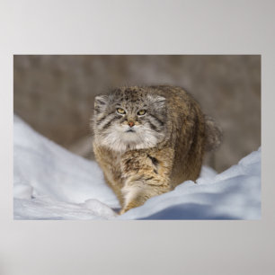 Poster Pallas Cat na neve