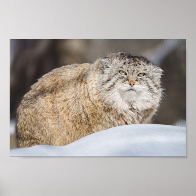 Poster Pallas Cat Na Neve (Frente)