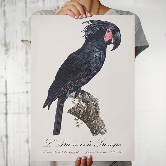 Poster Palm Cockatoo, papagaio Probosciger aterrimus, ret (L' Ara Noir a Trompe / Palm Cockatoo. Poster)