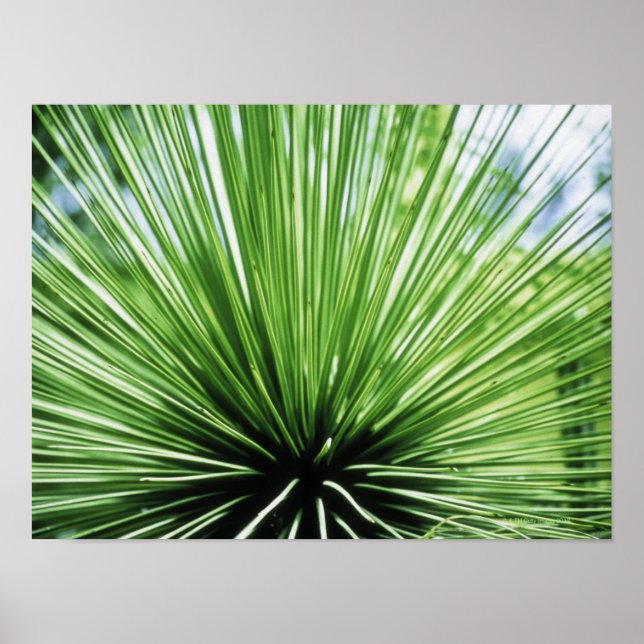 Poster Palm frond, feche (Frente)