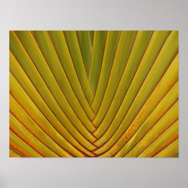 Poster Palm Leaf (Frente)