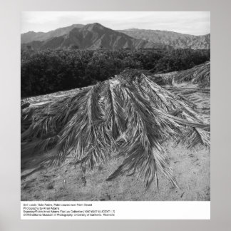 Póster Palm sai perto do deserto de Palm por Ansel Adams