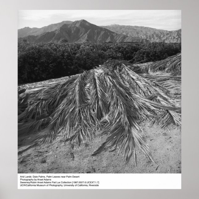 Póster Palm sai perto do deserto de Palm por Ansel Adams (Frente)