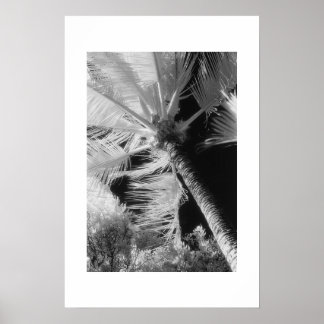 Póster Palm Tree