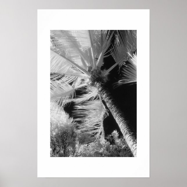 Póster Palm Tree (Frente)