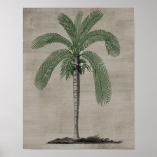 Poster Palm Tree