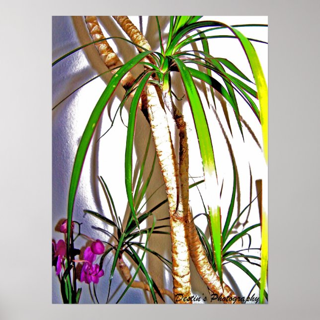 Poster Palm Tree (Frente)