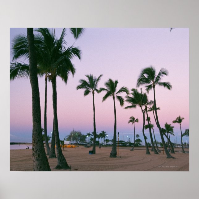 Póster Palm Tree 2 (Frente)