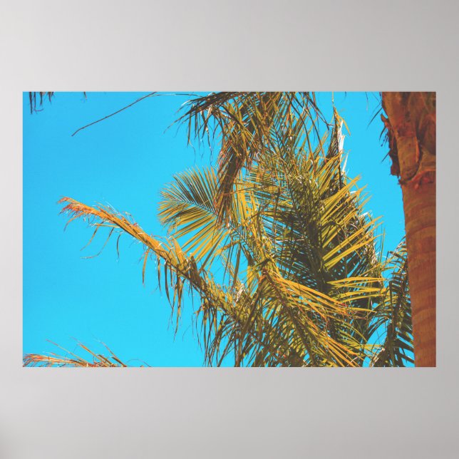 Poster Palm Tree Deixa Turquoise Sky (Frente)