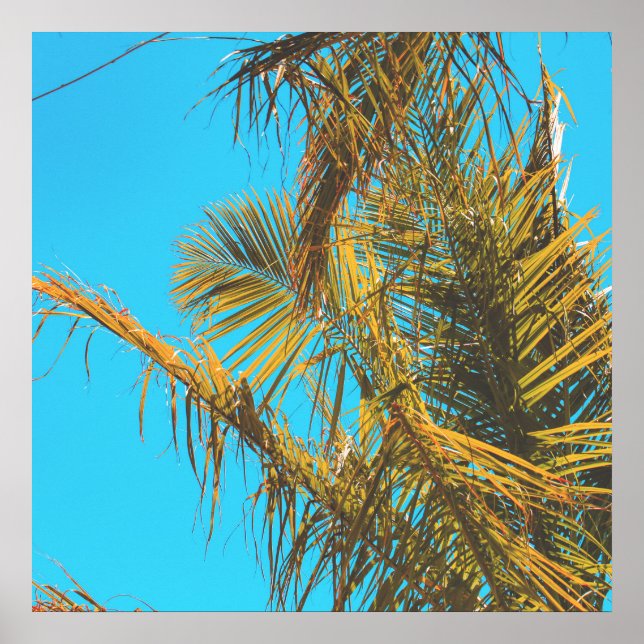 Poster Palm Tree Deixa Turquoise Sky (Frente)