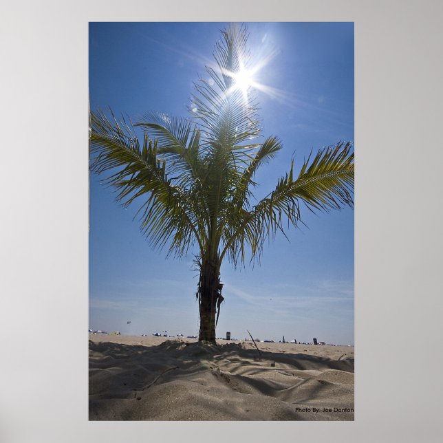Poster Palm Tree, Foto Por Joe Dantone (Frente)