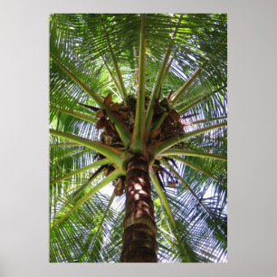 Póster Palma de coco