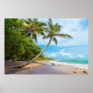 Poster Palma de coco, praia   Sri Lanka de Mirissa