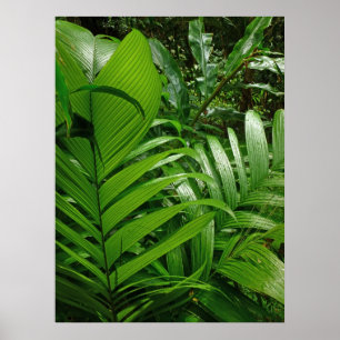 Póster Palmas da floresta tropical
