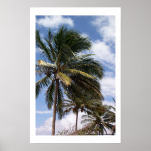 Póster Palmas de coco