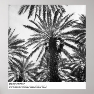 Póster Palmas de Encontro no Deserto de Palm por Ansel Ad