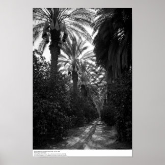 Poster Palmas e Árvores Laranja Perto do Deserto, 1966
