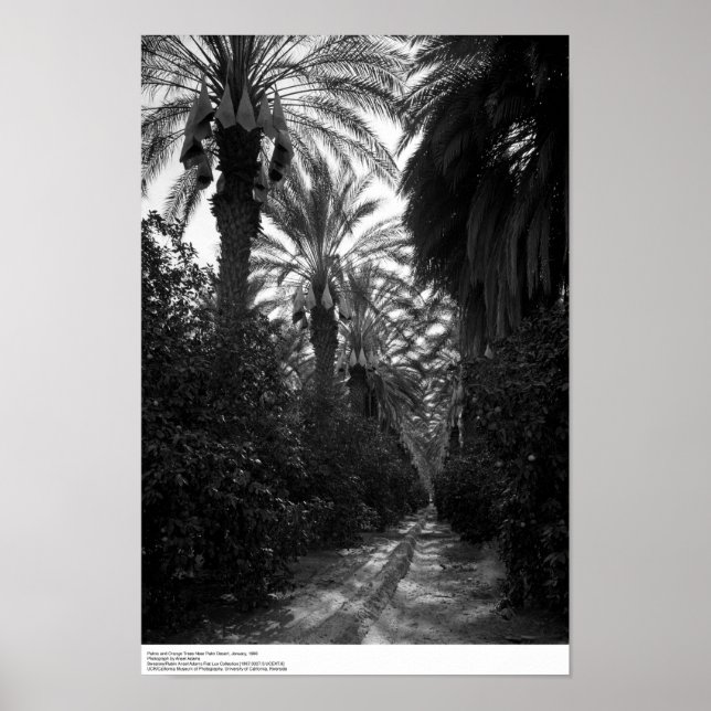 Poster Palmas e Árvores Laranja Perto do Deserto, 1966 (Frente)