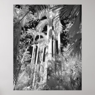 Póster Palmas reais nativas na cadeia Fakahatchee,